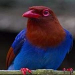 image of bird