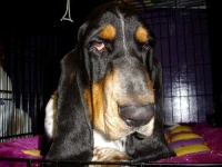 image of animal