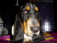 image of basset_hound #8