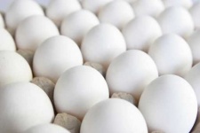 image of egg_shell