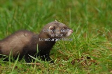 image of polecat #11