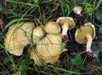 image of mushrooms