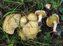 image of suillus #10