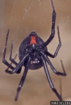 image of black_widow