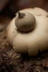 image of earthstar