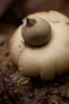 image of earthstar #2