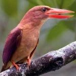 image of bird
