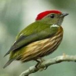 image of bird