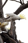 image of sulphur_crested_cockatoo #33