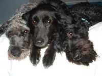 image of kerry_blue_terrier