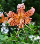 image of flower
