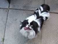image of japanese_spaniel
