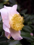 image of flower