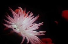 image of sea_anemone