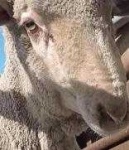image of animal