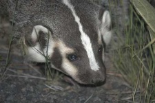 image of badger