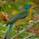 image of bird