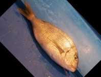 image of fish