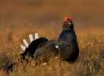 image of black_grouse