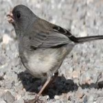 image of bird