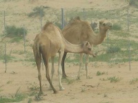 image of arabian_camel