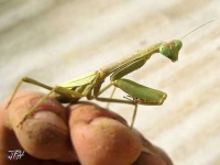 image of mantis