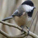 image of bird