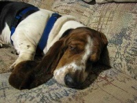 image of basset