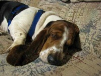 image of basset #10