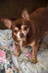 image of animal