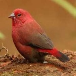image of bird