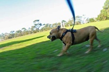 image of american_staffordshire_terrier #34