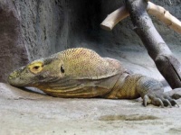 image of komodo_dragon