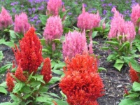 image of flower