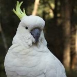 image of bird