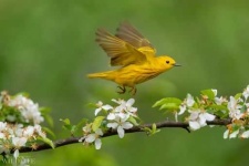 image of warbler