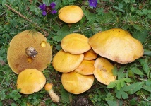 image of mushrooms