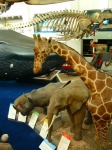 image of animal