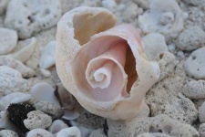 image of conch