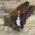 image of animal