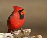 image of cardinal