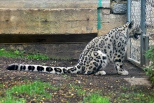 image of animal