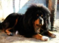 image of tibetan_mastiff #4