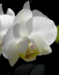 image of moon_orchid #17