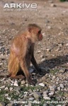 image of macaque