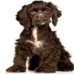 image of american_spaniel #2