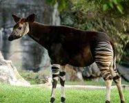 image of animal