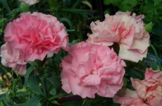 image of flower