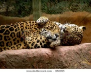 image of jaguar_car