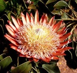 image of flower
